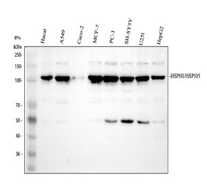 HSP105 Antibody Human Cancer and Stress-Responsive Cell WB. Western blot analysis was performed with HSP105 Antibody, also called Heat Shock Protein 105 Antibody, using human 1) HaCaT, 2) A549, 3) Caco-2, 4) MCF-7, 5) PC-3, 6) SH-SY5Y, 7) U251 and 8) HepG2 whole cell lysates. Samples were loaded at 30 ug per lane, and the antibody was used at 0.5 ug/ml overnight at 4oC. A prominent HSP105/HSPH1 band is detected at approximately 105 kDa across the tested cell lines, near the expected molecular weight of approximately 97 kDa. This HSP105 Antibody demonstrates detection of Heat Shock Protein 105 across diverse human cell lines.