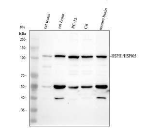 HSP105 Antibody Mouse and Rat Brain, Testis and Cell WB. Western blot analysis was performed with HSP105 Antibody, also called Heat Shock Protein 105 Antibody, using 1) rat testis, 2) rat brain, 3) rat PC-12 cells, 4) rat C6 cells and 5) mouse brain lysates. Samples were loaded at 30 ug per lane, and the antibody was used at 0.5 ug/ml overnight at 4oC. A prominent HSP105/HSPH1 band is detected at approximately 105 kDa across the tested samples, near the expected molecular weight of approximately 97 kDa. This HSP105 Antibody demonstrates detection of Heat Shock Protein 105 in mouse and rat neural and non-neural samples.