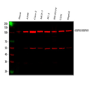 HSP105 Antibody Human Cancer and Stress-Responsive Cell Fluorescent WB. Western blot analysis was performed with HSP105 Antibody, also called Heat Shock Protein 105 Antibody, using human 1) HaCaT, 2) A549, 3) Caco-2, 4) MCF-7, 5) PC-3, 6) SH-SY5Y, 7) U251 and 8) HepG2 whole cell lysates. Samples were loaded at 30 ug per lane, and the antibody was used at 0.5 ug/ml overnight at 4oC followed by a Fluoro647-conjugated secondary antibody. A prominent HSP105/HSPH1 band is detected at approximately 105 kDa, near the expected molecular weight of approximately 97 kDa. This HSP105 Antibody demonstrates fluorescent western blot detection of Heat Shock Protein 105 across diverse human cell lines.