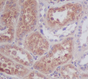 IHC testing of FFPE human kidney with Apolipoprotein E antibody at 1ug/ml. HIER: boil tissue sections in pH6, 10mM citrate buffer, for 10-20 min followed by cooling at RT for 20 min.