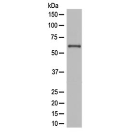 NOX4 Antibody Human JAR Cell WB. Western blot analysis was performed on human JAR cell lysate using NOX4 Antibody at 0.5 ug/ml. A specific immunoreactive band is detected at approximately 65 kDa, consistent with the expected molecular weight of NOX4, which may also be observed at approximately 75â80 kDa depending on post-translational modification and glycosylation status. The blot demonstrates specific detection with minimal background, supporting reliable recognition of endogenous NOX4 in human cells. These results demonstrate that this Hydrogen Peroxide Producing Enzyme Antibody is suitable for Western blot detection of NOX4 in human JAR cell lysates.