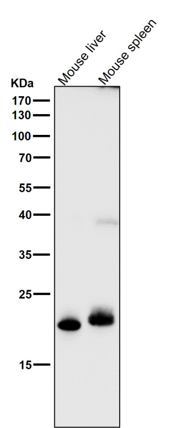 FGF21 Antibody Mouse Liver and Spleen WB. Western blot analysis of mouse liver and mouse spleen tissue lysates using FGF21 Antibody clone AG-6 demonstrates prominent bands at approximately 19-21 kDa, consistent with the expected molecular weight range of Fibroblast growth factor 21 / FGF21, a secreted endocrine metabolic hormone involved in glucose regulation, lipid metabolism, and adaptive energy homeostasis. A weaker higher molecular weight band is also observed in mouse spleen lysate, which may reflect higher-order or post-translationally modified FGF21-associated species. All lanes were tested using FGF21 Antibody clone AG-6 at 1:1000 dilution for 1 hour at room temperature.