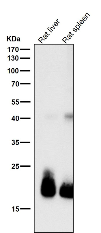 FGF21 Antibody Rat Liver and Spleen WB. Western blot analysis of rat liver and rat spleen tissue lysates using FGF21 Antibody clone AG-6 demonstrates prominent bands at approximately 19-21 kDa, consistent with the expected molecular weight range of Fibroblast growth factor 21 / FGF21, a secreted endocrine signaling protein involved in glucose metabolism, lipid utilization, and adaptive energy homeostasis. Additional weaker higher molecular weight bands are observed near approximately 40 kDa, potentially representing higher-order or post-translationally modified FGF21-associated species. All lanes were tested using FGF21 Antibody clone AG-6 at 1:1000 dilution for 1 hour at room temperature.