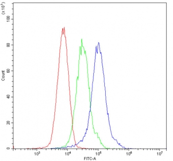 Flow cytometry testing of mouse ANA-1 cells with ARSA antibody at 1ug/10^6 cells (blocked with goat sera); Red=cells alone, Green=isotype control, Blue= ARSA antibody.