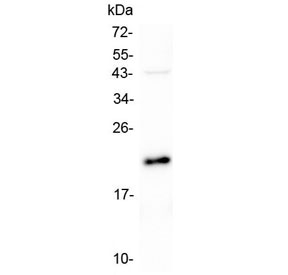Western blot testing of human U-87 MG lysate with AES antibody at 0.5ug/ml. Predicted molecular weight: ~22 kDa (AES-1), ~29 kDa (AES-2).