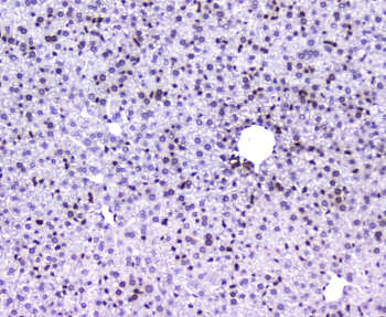 AHR Antibody Mouse Liver IHC. Immunohistochemical staining of FFPE mouse liver demonstrates AHR expression using an AHR antibody at 1 ug/ml. AHR, also known as Aryl Hydrocarbon Receptor and an Environmental Sensor Protein, is a ligand activated transcription factor that regulates xenobiotic metabolism and coordinates cellular responses to endogenous and environmental ligands. Predominantly nuclear staining is observed throughout hepatocytes, consistent with active transcriptional signaling and the well-established role of AHR in hepatic detoxification pathways. Heat induced epitope retrieval was performed by boiling tissue sections in pH 6 10 mM citrate buffer for 10-20 minutes followed by cooling at room temperature for 20 minutes. These results support the utility of AHR Antibody for studies of liver physiology, toxicology, and metabolic regulation.