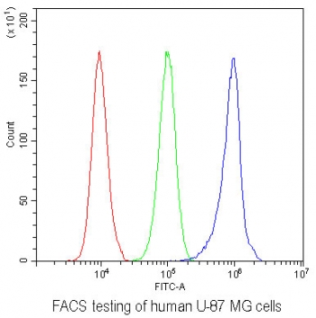 AHR Antibody U-87 MG Cells FACS. Flow cytometric analysis of human U-87 MG cells was performed using an AHR antibody at 1 ug per 10^6 cells following blocking with goat sera. AHR, also known as Aryl Hydrocarbon Receptor and an Environmental Sensor Protein, is a ligand activated transcription factor that integrates signals from xenobiotics, endogenous metabolites, and inflammatory mediators to regulate gene expression. Red histogram: cells alone. Green histogram: isotype control. Blue histogram: AHR antibody. The pronounced rightward shift of the AHR antibody signal relative to both controls demonstrates specific detection of endogenous AHR expression in U-87 MG cells. These results support the utility of AHR Antibody for studies of environmental sensing, signal transduction, neuro-oncology, and transcriptional regulation.