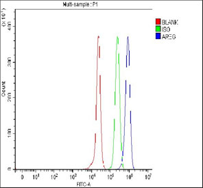Flow cytometry testing of fixed rat PC-12 cells with Amphiregulin antibody at 1ug/million cells (blocked with goat sera); Red=cells alone, Green=isotype control, Blue= Amphiregulin antibody.