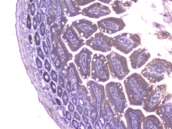 IHC staining of FFPE mouse small intestine with Mcp2 antibody at 1ug/ml. HIER: boil tissue sections in pH6, 10mM citrate buffer, for 10-20 min followed by cooling at RT for 20 min.