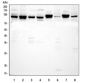 Western blot testing of 1) human HeLa, 2) human PC-3, 3) human 293T, 4) human Raji, 5) rat brain, 6) rat RH35, 7) mouse brain and 8) mouse NIH 3T3 cell lysate with CUL2 antibody. Predicted molecular weight: ~87 kDa.