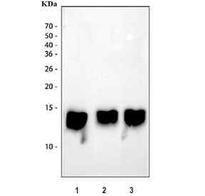Western blot testing of 1) human liver, 2) rat liver and 3) mouse liver tissue lysate with DDT antibody. Predicted molecular weight ~14 kDa.