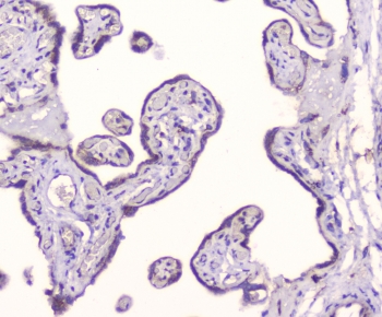 IHC staining of FFPE human placenta with GM130 antibody at 0.5ug/ml. HIER: boil tissue sections in pH6, 10mM citrate buffer, for 10-20 min followed by cooling at RT for 20 min.