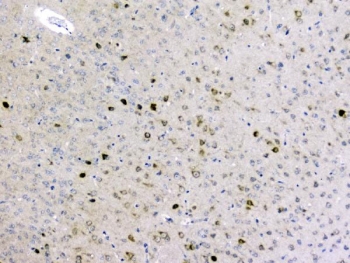 IHC staining of FFPE mouse brain tissue with GOLPH3 antibody. HIER: boil tissue sections in pH8 EDTA for 20 min and allow to cool before testing.