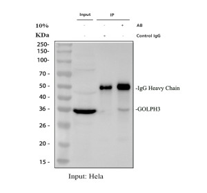 GOLPH3 Antibody Immunoprecipitation from Human HeLa Cells IP. Immunoprecipitation of GOLPH3 from human HeLa whole cell lysate was performed using GOLPH3 Antibody / Golgi Phosphoprotein 3 Antibody. Lane 1 contains 30 ug of HeLa whole cell lysate, lane 2 is the rabbit IgG control and lane 3 contains GOLPH3 immunoprecipitated from 500 ug of HeLa lysate using 2 ug of antibody. Western blot detection was performed with the antibody at 0.5 ug/ml followed by goat anti-rabbit IgG-HRP and ECL detection. A specific GOLPH3 band is detected at approximately 36 kDa, close to its expected molecular weight of approximately 34 kDa. This GOLPH3 Antibody demonstrates immunoprecipitation of Golgi Phosphoprotein 3 from human HeLa cells.