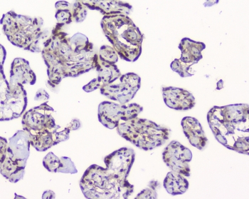 IHC staining of FFPE human placenta with HMGN2 antibody at 2ug/ml. HIER: boil tissue sections in pH6, 10mM citrate buffer, for 10-20 min followed by cooling at RT for 20 min.