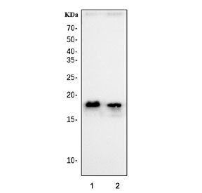 Western blot testing of human 1) SH-SY5Y and 2) HL60 cell lysate with HMGN2 antibody at 0.5ug/ml. Predicted molecular weight ~18 kDa.