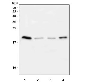 Western blot testing of 1) human placenta, 2) rat spleen, 3) mouse spleen, 4) mouse thymus tissue lysate with IFNG antibody at 0.5ug/ml. Expected molecular weight: 19-24 kDa depending on glycosylation level.