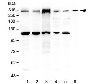 Western blot testing of mouse 1) brain, 2) lung, 3) NIH3T3 and rat 4) brain, 5) lung and 6) stomach lysate with Igf2r antibody at 0.5ug/ml. Predicted molecular weight ~274 kDa.