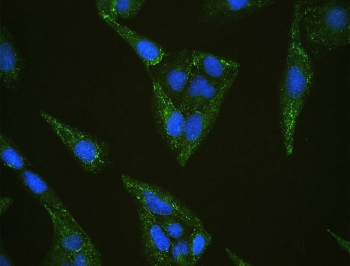 IF/ICC staining of FFPE human U-2 OS cells with SHIP2 antibody (green) at 2ug/ml and DAPI nuclear stain (blue). HIER: steam section in pH6 citrate buffer for 20 min.