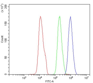 RAD51 Antibody SiHa Cells FACS. Flow cytometric analysis of human SiHa cells was performed using a RAD51 antibody at 1 ug per million cells following blocking with goat sera. RAD51, also known as RAD51 Recombinase, is a key DNA repair protein that mediates homologous recombination and preserves genomic stability following DNA damage. Red histogram: cells alone. Green histogram: isotype control. Blue histogram: RAD51 antibody. The pronounced rightward shift of the RAD51 antibody signal relative to the controls demonstrates specific intracellular detection of endogenous RAD51 in SiHa cells. These results support the utility of RAD51 Antibody for studies of DNA damage responses, homologous recombination, and genome maintenance in human cancer cells.