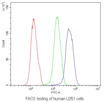 Flow cytometry testing of human U251 cells with RXFP2 antibody at 1ug/10^6 cells (blocked with goat sera); Red=cells alone, Green=isotype control, Blue= RXFP2 antibody.
