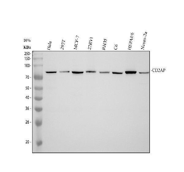 CD2AP Antibody / Slit Diaphragm Adapter Protein Antibody Multi-Species WB. Western blot analysis of 1) human HeLa, 2) human 293T, 3) human MCF-7, 4) human 22RV1, 5) rat RH35, 6) rat C6, 7) mouse HEPA1/6, and 8) mouse Neuro-2a whole cell lysates using CD2AP Antibody / Slit Diaphragm Adapter Protein Antibody. A specific immunoreactive band is detected at approximately 80 kDa in all tested cell lines, consistent with CD2AP protein expression. The predicted molecular weight of CD2AP is approximately 71 kDa, with the observed migration reflecting the protein's electrophoretic mobility.