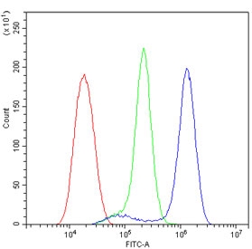Flow cytometry testing of human U-2 OS cells with CD2AP antibody at 1ug/10^6 cells (blocked with goat sera); Red=cells alone, Green=isotype control, Blue= CD2AP antibody.