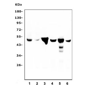 Western blot testing of rat 1) thymus, 2) testis, 3) stomach and mouse 4) testis, 5) kidney and 6) NIH 3T3 cell lysate with FH antibody. Predicted molecular weight: ~55/50 kDa (isoforms 1/2).