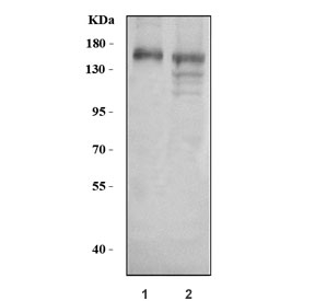 Western blot testing of human 1) HeLa and 2) 293T cell lysate with Anillin antibody at 0.5ug/ml. Predicted molecular weight ~124 kDa but may be observed at higher molecular weights due to glycosylation.