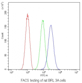 Flow cytometry testing of rat BRL 3A cells with Bcl6 antibody at 1ug/10^6 cells (blocked with goat sera); Red=cells alone, Green=isotype control, Blue= Bcl6 antibody.