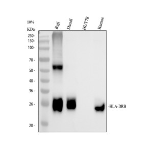 HLA-DRB1 Rabbit Polyclonal Antibody by WB in Human Cancer Cell Lines. Western blot testing of HeLa (lane 1), K562 (lane 2), Raji (lane 3) and Daudi (lane 4) cell lysates with HLA-DRB1 Rabbit Polyclonal Antibody. A prominent band is detected at approximately 30 kDa, consistent with the expected molecular weight of the HLA-DR beta chain. Signal is substantially stronger in Raji and Daudi cells than in HeLa and K562 cells, demonstrating differences in HLA-DRB1 abundance among the tested cell types. The dominant target-sized signal supports detection of MHC class II DR beta protein.