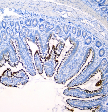 IHC staining of FFPE rat intestine with Sucrase Isomaltase antibody at 1ug/ml. HIER: boil tissue sections in pH6, 10mM citrate buffer, for 10-20 min followed by cooling at RT for 20 min.