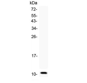 Western blot testing of 1ng of mouse recombinant protein with CCL6 antibody at 0.5ug/ml.