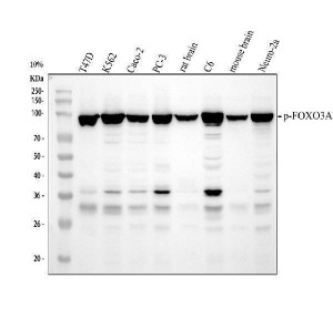 Phospho-FOXO3A (S253) Antibody Multi-Species Cell and Brain WB. Western blot analysis was performed using Phospho-FOXO3A (S253) Antibody on lane 1: human T47D, lane 2: human K562, lane 3: human Caco-2, lane 4: human PC-3, lane 5: rat brain, lane 6: rat C6, lane 7: mouse brain, and lane 8: mouse Neuro-2a lysates. A prominent immunoreactive band is detected at approximately 80â100 kDa across all samples, consistent with the expected migration of phosphorylated FOXO3A, which commonly migrates above its predicted molecular weight due to post-translational modifications. This Phospho-FOXO3A (S253) Antibody / Phosphorylated FOXO3A Antibody is well suited for Western blot studies of AKT signaling, FOXO3A phosphorylation, growth factor-mediated signaling, and phosphorylation-dependent transcriptional regulation.