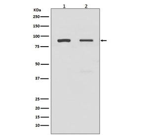 Western blot testing of human 1) A549 and 2) HeLa lysate with TLR2 antibody. Predicted molecular weight: 85-90 kDa.