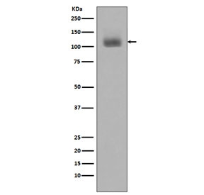 Western blot testing of human Jurkat cells treated with Pervanadate using phospho-JAK2 antibody. Predicted molecular weight ~130 kDa.