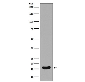 Western blot testing of mouse Neuro-2a cell lysate with BIRC5 antibody. Predicted molecular weight ~16 kDa.