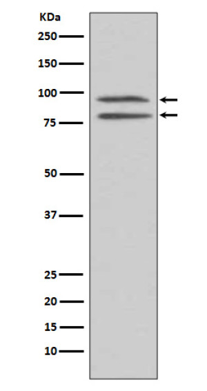 Phospho-MSK1 (S376) Antibody EGF Treated HEK293 Cell WB. Western blot analysis of human HEK293 cell lysate treated with EGF using Phospho-MSK1 (S376) Antibody, clone FCF-18. A specific band is detected at approximately 90 kDa, consistent with the predicted molecular weight of phosphorylated MSK1. EGF stimulation activates upstream MAPK signaling pathways that promote MSK1 phosphorylation. These results support the use of Phospho-MSK1 (S376) Antibody, clone FCF-18 for studying MSK1 activation, MAPK signaling pathways and phosphorylation-dependent cellular responses.