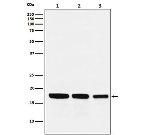 Western blot testing of 1) human HepG2, 2) mouse kidney and 3) rat heart lysate with GABARAP antibody. Predicted molecular weight: 14-16 kDa.