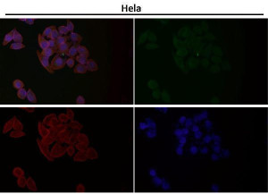 ATG7 Antibody HeLa Cell IF. Immunofluorescence analysis was performed on human HeLa cells using ATG7 Antibody at a 1:50 dilution. Bound antibody was detected with a green fluorescent secondary antibody, while F-actin was counterstained in red and nuclei were counterstained in blue. The merged image demonstrates diffuse cytoplasmic ATG7 staining with minimal nuclear signal, consistent with the expected intracellular localization of ATG7. These results demonstrate that this Knockout Validated Antibody is suitable for immunofluorescent detection of ATG7 in cultured human cells.