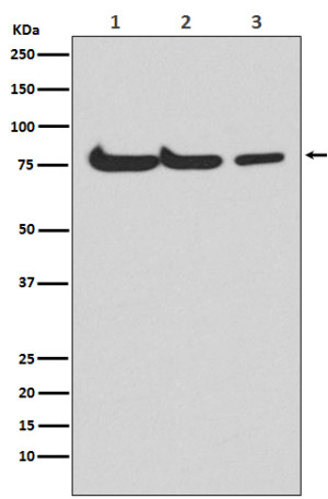 ATG7 Antibody Human, Mouse and Rat WB. Western blot analysis was performed using ATG7 Antibody. Lane 1: human HepG2 cell lysate; lane 2: mouse spleen lysate; lane 3: rat kidney lysate. A specific immunoreactive band is detected at approximately 78 kDa in all three samples, consistent with the expected molecular weight of ATG7. Comparable expression is observed in human, mouse, and rat lysates with minimal background staining. These results demonstrate that this Knockout Validated Antibody is suitable for Western blot detection of ATG7 across multiple species.