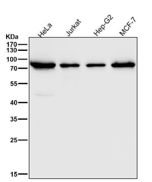 ATG7 Antibody Human Cell Line WB. Western blot analysis was performed using ATG7 Antibody on human HeLa, Jurkat, HepG2, and MCF-7 cell lysates. A prominent immunoreactive band is detected at approximately 78 kDa in all tested cell lines, consistent with the expected molecular weight of ATG7. Band intensity varies modestly between cell types, reflecting differences in endogenous ATG7 expression. These results demonstrate that this antibody is suitable for Western blot detection of ATG7 in multiple human cell lines.