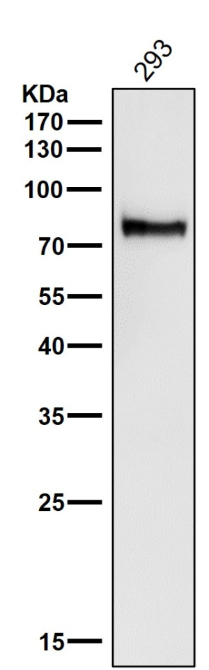 ATG7 Antibody HEK293 Cell WB. Western blot analysis was performed using ATG7 Antibody on human HEK293 cell lysate. A strong immunoreactive band is detected at approximately 78 kDa, consistent with the expected molecular weight of ATG7. The blot exhibits a clean signal with minimal background, supporting specific detection of endogenous ATG7 in HEK293 cells. These results demonstrate that this antibody is suitable for Western blot detection of ATG7 in human cell lysates.