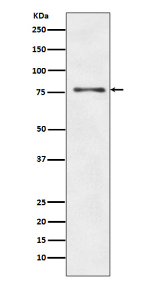 ATG7 Antibody HepG2 Cell WB. Western blot analysis was performed using ATG7 Antibody on human HepG2 cell lysate. A distinct immunoreactive band is detected at approximately 78 kDa, consistent with the expected molecular weight of ATG7. The blot exhibits a clean signal with minimal background, supporting specific detection of endogenous ATG7 in HepG2 cells. These results demonstrate that this antibody is suitable for Western blot detection of ATG7 in human cell lysates.