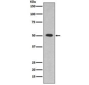 Western blot testing of human HepG2 cell lysate with ALDH1A1 antibody. Predicted molecular weight ~55 kDa.
