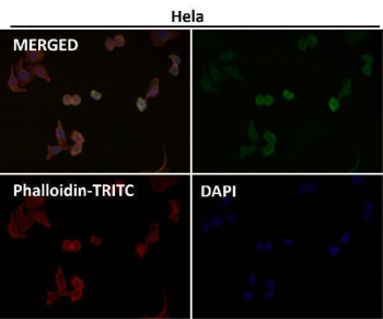 NGF Antibody Human HeLa Cell IF. Immunofluorescence analysis of human HeLa cells using recombinant rabbit monoclonal clone BDE-14 at 1:150 dilution. NGF / Nerve growth factor staining (green) demonstrates preserved cytoplasmic localization with lower overall signal intensity compared to higher antibody concentration testing, while maintaining distinct intracellular neurotrophin-associated staining patterns. Phalloidin-TRITC actin cytoskeleton stain is shown in red and DAPI nuclear counterstain is shown in blue. Merged imaging supports specific NGF detection in cultured cervical carcinoma cells under reduced antibody concentration conditions.
