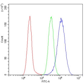 Keratin 8 Antibody A549 Cell FACS. Flow cytometry analysis of human A549 cells using Keratin 8 Antibody demonstrates a clear rightward shift of the positive cell population (blue) relative to the isotype control (green), consistent with expression of Cytokeratin 8 (CK8/KRT8). Cytokeratin 8 is a type II intermediate filament protein widely expressed in simple epithelial cells and epithelial-derived tumor cell lines, where it contributes to cytoskeletal organization and cellular structural integrity. Cells were blocked with goat serum prior to staining. Red=cells alone; Green=isotype control; Blue=Keratin 8 antibody.