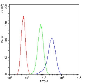 L-Plastin Antibody Human U-2 OS FACS. Flow cytometric analysis of LCP1 expression was performed using L-Plastin antibody in human U-2 OS cells. L-plastin, also known as Lymphocyte Cytosolic Protein 1 (LCP1), is a calcium-regulated actin-bundling protein involved in cytoskeletal remodeling, cell adhesion, and migration. Cells were blocked with goat sera and stained with L-Plastin antibody at 1 ug/million cells. Red = cells alone, Green = isotype control, Blue = L-Plastin antibody. A marked rightward shift of the L-Plastin antibody histogram relative to the isotype control demonstrates specific detection of LCP1 expression in U-2 OS cells. These results support the utility of L-Plastin Antibody for studies of cytoskeletal dynamics, immune cell markers, and cancer cell migration.
