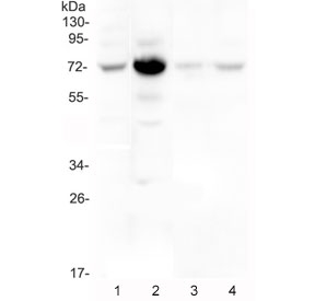Western blot testing of human 1) HeLa, 2) placenta, 3) A431 and 4) U-2 OS cel lysate with Wee1 antibody at 0.5ug/ml. Predicted molecular weight ~72 kDa.