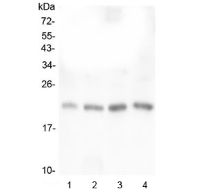 Western blot testing of human 1) placenta, 2) U-937, 3) K562 and 4) ThP-1 lysate with TAF12 antibody at 0.5ug/ml. Expected molecular weight ~21 kDa.